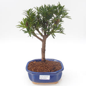 Pokojová bonsai - Podocarpus - Kamenný tis PB2191878