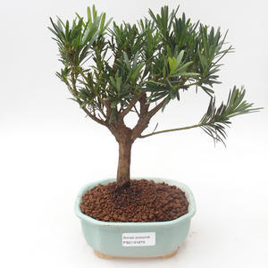 Pokojová bonsai - Podocarpus - Kamenný tis PB2191879