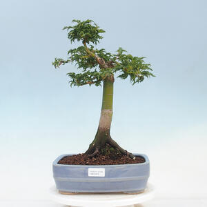 Keramická bonsai miska 26 x 26 x 7 cm, barva hnědá