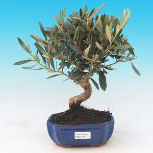 Pokojová bonsai - Olea europaea - Oliva evropská