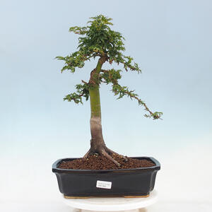 Keramická bonsai miska 24 x 24 x 7 cm, barva modrá