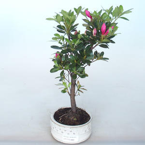 Venkovní bonsai - Rhododendron sp. - Azalka růžová