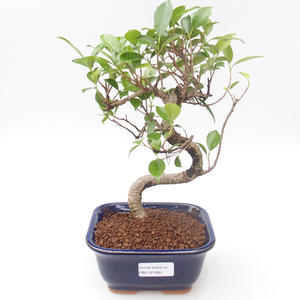 Pokojová bonsai - Ficus kimmen -  malolistý fíkus PB2191884