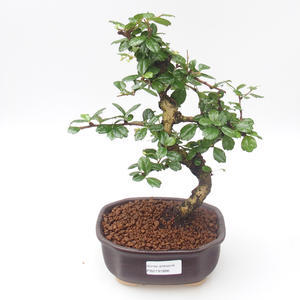 Pokojová bonsai - Carmona macrophylla - Čaj fuki PB2191886