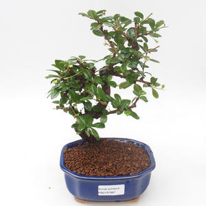 Pokojová bonsai - Carmona macrophylla - Čaj fuki PB2191887