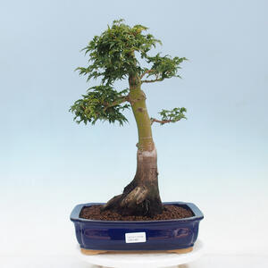 Keramická bonsai miska 21 x 21 x 5 cm, barva zelená