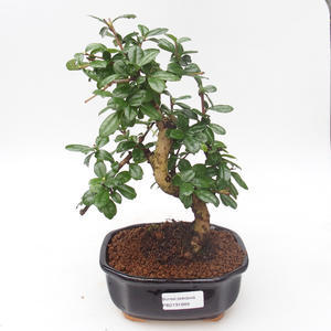 Pokojová bonsai - Carmona macrophylla - Čaj fuki PB2191889