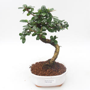 Pokojová bonsai - Carmona macrophylla - Čaj fuki PB2191890