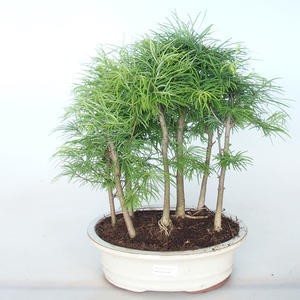 Venkovní bonsai -Pseudolarix amabis-Pamodřín LESÍK