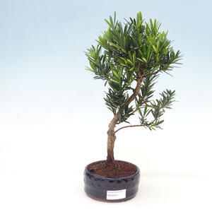 Venkovní bonsai  Acer palmatum - Javor dlanitolistý