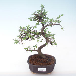 Pokojová bonsai - Ulmus parvifolia - Malolistý jilm PB2191895