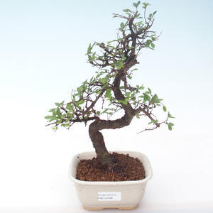 Pokojová bonsai - Ulmus parvifolia - Malolistý jilm PB2191896