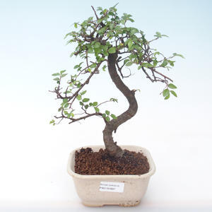 Pokojová bonsai - Ulmus parvifolia - Malolistý jilm PB2191897