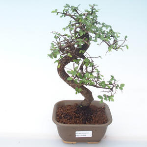 Pokojová bonsai - Ulmus parvifolia - Malolistý jilm PB2191898