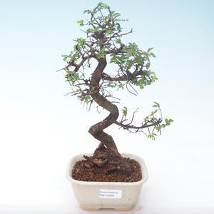 Pokojová bonsai - Ulmus parvifolia - Malolistý jilm PB2191899