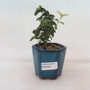 Venkovní bonsai  Acer palmatum - Javor dlanitolistý