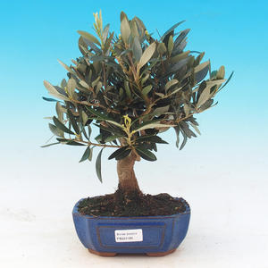 Pokojová bonsai - Olea europaea - Oliva evropská