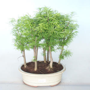 Venkovní bonsai -Pseudolarix amabis-Pamodřín LESÍK