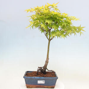 Acer palmatum Aureum - Javor dlanitolistý zlatý
