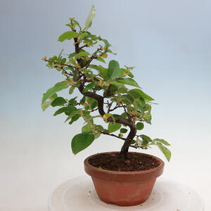 Keramická bonsai miska 35 x 29 x 8 cm, barva hnědá