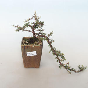 Venkovní bonsai-Cotoneaster horizontalis-Skalník
