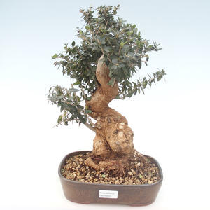Pokojová bonsai - Olea europaea sylvestris -Oliva evropská drobnolistá PB2192025