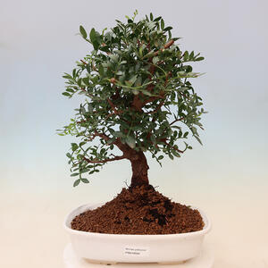Pokojová bonsai - Olea europaea sylvestris -Oliva evropská drobnolistá PB2192026