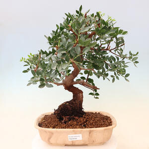 Pokojová bonsai - Olea europaea sylvestris -Oliva evropská drobnolistá PB2192028