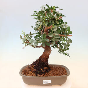 Pokojová bonsai - Olea europaea sylvestris -Oliva evropská drobnolistá PB2192030