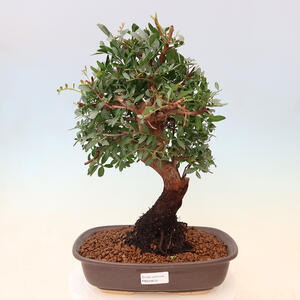 Pokojová bonsai - Olea europaea sylvestris -Oliva evropská drobnolistá PB2192031