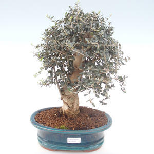 Pokojová bonsai - Olea europaea sylvestris -Oliva evropská drobnolistá PB2192032