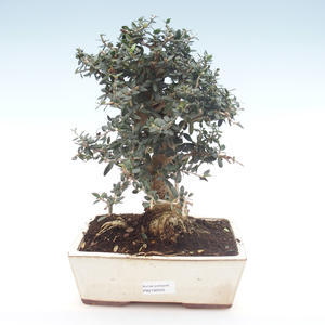 Pokojová bonsai - Olea europaea sylvestris -Oliva evropská drobnolistá PB2192033