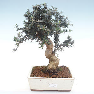 Pokojová bonsai - Olea europaea sylvestris -Oliva evropská drobnolistá PB2192035