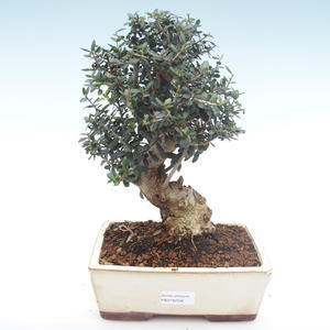 Pokojová bonsai - Olea europaea sylvestris -Oliva evropská drobnolistá PB2192036