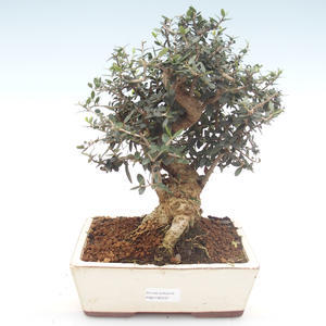 Pokojová bonsai - Olea europaea sylvestris -Oliva evropská drobnolistá PB2192037