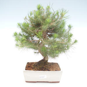 Pokojová bonsai-Pinus halepensis-Borovice alepská PB2192039