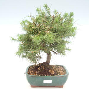 Pokojová bonsai-Pinus halepensis-Borovice alepská PB2192040