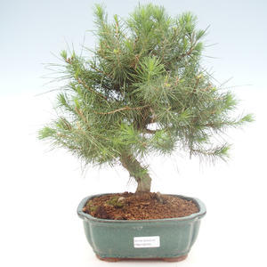 Pokojová bonsai-Pinus halepensis-Borovice alepská PB2192041