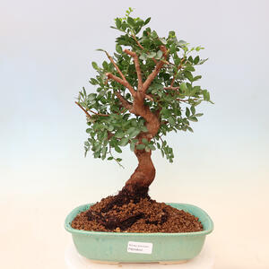 Pokojová bonsai-Pinus halepensis-Borovice alepská PB2192042