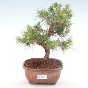 Pokojová bonsai-Pinus halepensis-Borovice alepská PB2192043