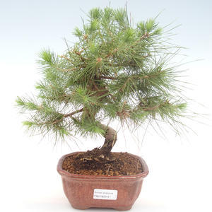 Pokojová bonsai-Pinus halepensis-Borovice alepská PB2192044