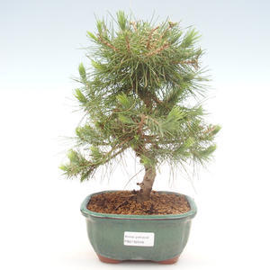 Pokojová bonsai-Pinus halepensis-Borovice alepská PB2192046