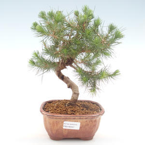 Pokojová bonsai-Pinus halepensis-Borovice alepská PB2192047