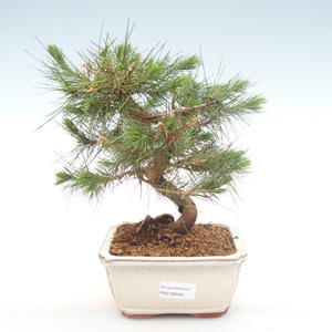 Pokojová bonsai-Pinus halepensis-Borovice alepská PB2192048