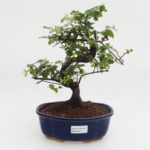 Pokojová bonsai - Sagerécie thea -Sagerécie čajová