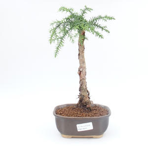 Pokojová bonsai - Araukarie - pokojový smrček