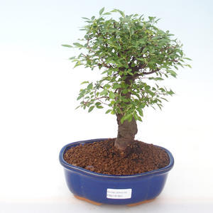 Pokojová bonsai - Ulmus parvifolia - Malolistý jilm PB2191924
