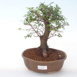 Pokojová bonsai - Ulmus parvifolia - Malolistý jilm PB2191925