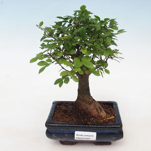 Pokojová bonsai - Ulmus parvifolia - Malolistý jilm PB2191928