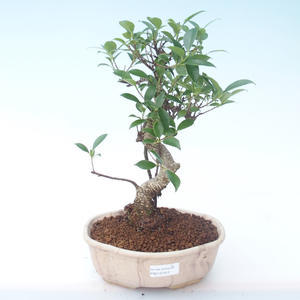 Pokojová bonsai - Ficus retusa -  malolistý fíkus PB2191912
